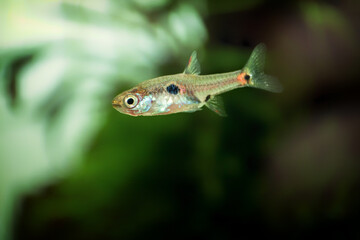 Wall Mural - Dwarf rasbora Freshwater fish in the nature aquarium, is often as often referred as Boraras maculatus. Animal aquascaping photography with a focus gradient and soft background.
