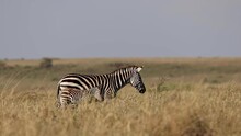 A Mother Plains Zebra And Her Young Baby Calf Walking Together Through The Tall Grass Of Kenya Africa