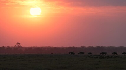 Wall Mural - wildebeest in the maasai mara, africa