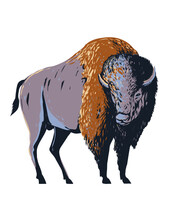 WPA Poster Art Of An American Bison Also Commonly Known As The American Buffalo Or Simply Buffalo That Once Roamed North America Done In Works Project Administration Or Federal Art Project Style.