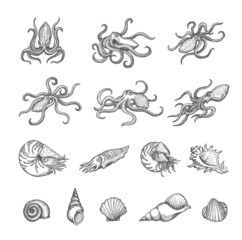 Wall Mural - Octopus, cuttlefish and seashell sketches of shellfish and mollusk vector design. Vintage sea animal and shell, marine snail, clam, conch and scallop isolated hand drawn sketches, ancient map elements