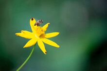 Bee On A Yellow Flower On Green