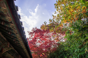 Wall Mural - Beautiful and colorful Autumn forest yellow,orange and red.