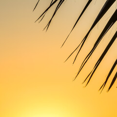Wall Mural - Palm leaves on background of beautiful sunset