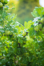 Fresh Ripe Organic Gooseberries Grow In The Green Garden.