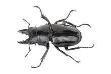 Stag Beetle, Dorcus Titanus Platymelus Isolated On White Background