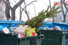 Christmas Tree Is Thrown Into Trash Can.The End Of The Christmas And New Year Holidays.