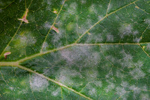 Powdery Mildew, Fungal Disease Close- Up On Infected Leaves