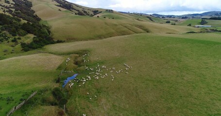 Wall Mural - New Zealand Drone Video. Sheep on grass farmland in the idyllic hills of countryside of south island of New Zealand. Aerial drone footage video