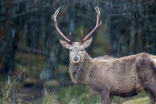A Red Deer Stag Standing In A Snow Storm. Taken In Scotland, UK