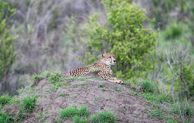 Poster - Cheetah Resting