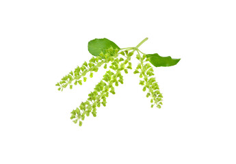 Wall Mural - holy basil isolated on white background