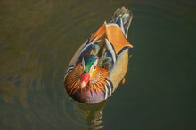 Drake Of Mandarin Duck (Aix Galericulata) Swimming And Looking Curious.