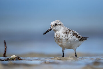 Wall Mural - Sanderling poses in the surf