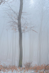 Sticker - Landscape photo of a Winter snowy forest