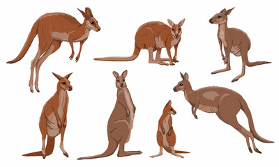 Set of Australian big red kangaroo. Osphranter rufus females, males and baby kangaroos in different poses. Realistic vector animal