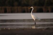 Great Egret In The Water