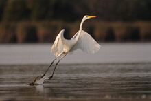 Flying Great Egret Over The Lake