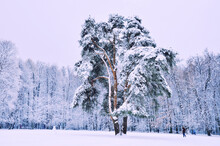 A Large Pine Tree In A Large Palace Glade. Tsaritsyno Park. Moscow