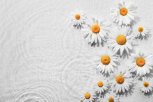 Chamomile Flowers In White Water Background With Concentric Circles And Ripples. Natural Beauty Spa Concept, Copy Space