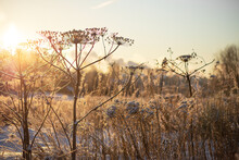 Dry Plants Covered With A Thick Layer Of Clear White Fluffy Snow And Backlighted By Rays Of The Morning Sun In Winter