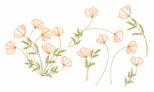 Colored Line Art Flower Set. Doodle California Poppy. Floristic Collection Of Wild Flowers.