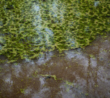 Moss Floats On A Pond With Brown Water And Raindrops That Fall On The Surface Of The Water