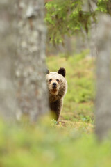 Wall Mural - young brown bear cub peeking between the trees in the forest at summer