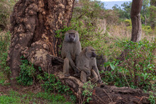 Pair Of Baboons Sitting On A Tree Looking Around, Ngorongoro Conservation Area In Tanzania