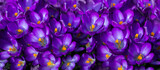 Fototapeta Kwiaty - krokusy, fioletowe wiosenne kwiaty