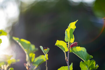 mulberry red color it was fruit for health that make good for blood, so the sunny bright with nature.