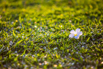 Wall Mural - Frangipani White Flower on the green grass ground.