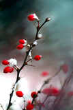 Fototapeta Tulipany - Czerwone owoce berberysu zimą