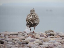 Common Gull Standing On The Pebbles On A Beach Looking Out To Sea