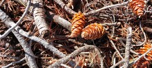 Several Bright Orange Pine Cones On Pine Needles And Twigs. Autumn, Forest.