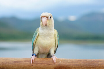 Wall Mural - Green cheek conure turquoise pineapple ( cinnamon and opaline mutations) color sky and mountain background, the small parrot of the genus Pyrrhura, has a sharp beak. Native to South America (Amazon).