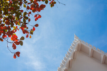 Thai traditional pavilion roof with autumn tree on blue sky