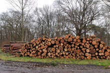 Logging Forest Ter Apel The Netherlands Forest Maintenance 