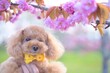 © 鮎 川村 - 八重桜とトイプードル