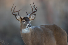 Alert Buck Whitetail Deer