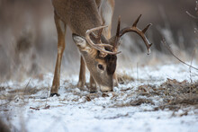 Buck Whitetail Deer Eating In Winter