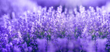 Pantone Color 2022 Year.Lavender Flowers In The Color Of The Year. Color Of The Year 2022 Very Peri.Dynamic Periwinkle Blue Hue With A Vivifying Violet Red.