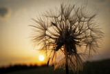Fototapeta Dmuchawce - dandelion against sunset
