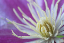 Close-up Of Clematis Flower. Shallow Depth Of Field.