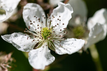 White Brambles Blooming In The Appalachian Spring