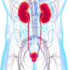 Wall Mural - Human Urinary System Kidneys with Bladder Anatomy For Medical Concept 3D Rendering