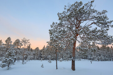 Sticker - Snowy forest