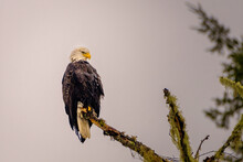 2022-01-04 A BLAD EAGLE ROOSTING ON A BRANCH WITH A LIGHT GRAY SKY ON THE SKAGIT RIVER IN WASHINGTON STATE