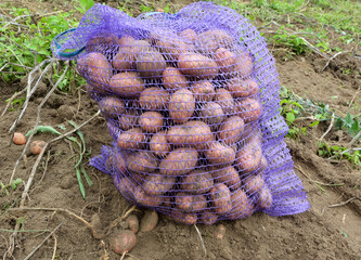 Wall Mural - Potatoes have been harvested in the nets in the field