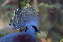 Close Up Blue Pigeon, Victorian Crowned Pigeon